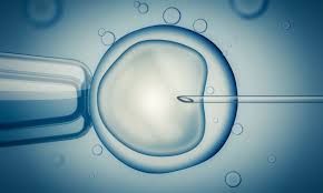 The Comprehensive Guide to In Vitro Fertilization (IVF)